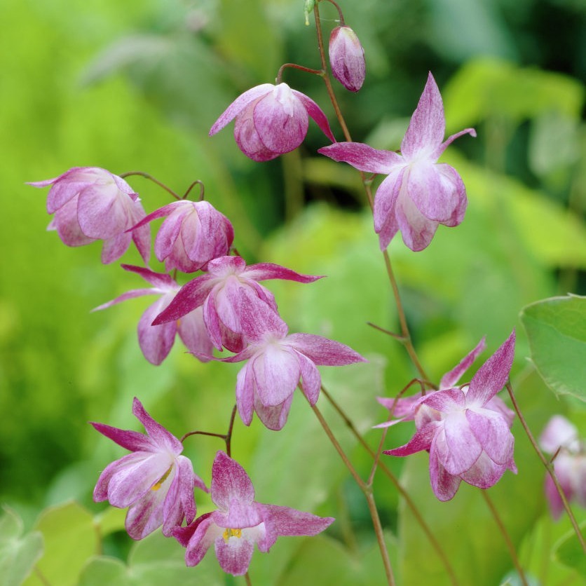 Фото горянки цветка