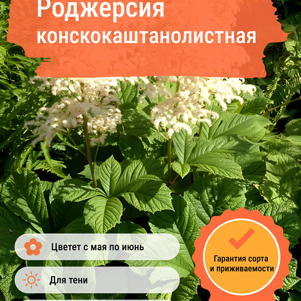 Роджерсия конскокаштанолистная фото 4 