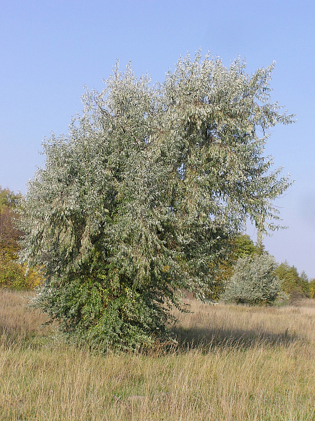 Лох узколистный фото Лох узколистный 