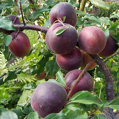 Шарафуга (гибрид) Вельвет Санрайз