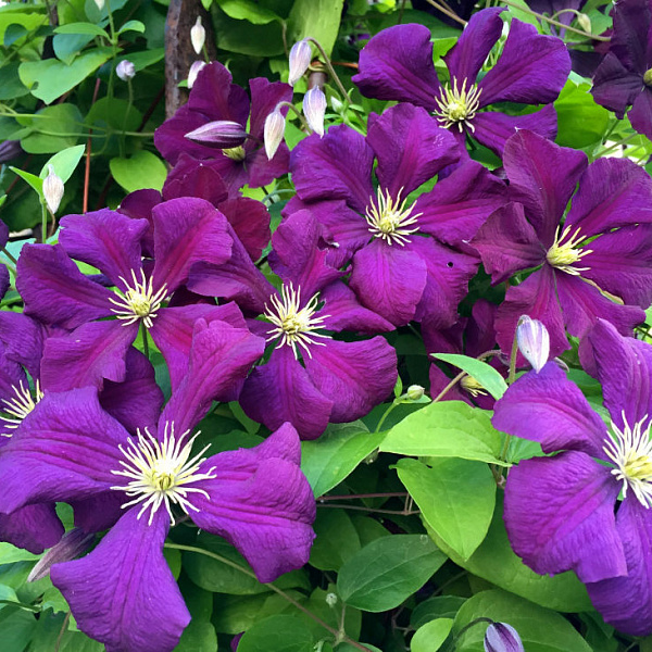 Клематис крупноцветковый Этуаль Виолетт фото 1 