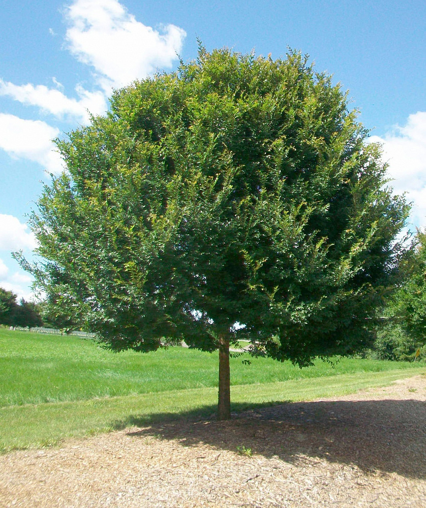 Вяз приземистый фото дерева и листьев
