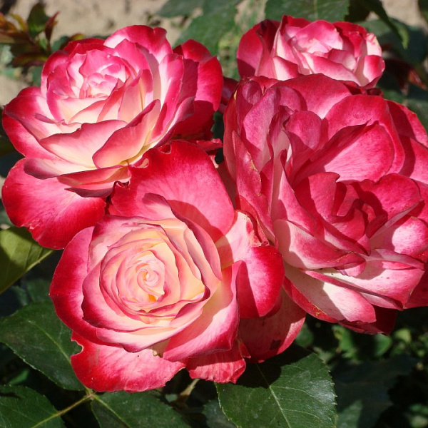 Роза флорибунда Мейян Жюбиле дю Принц де Монако фото 1 