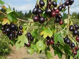 Видео о Смородина золотистая Валентина